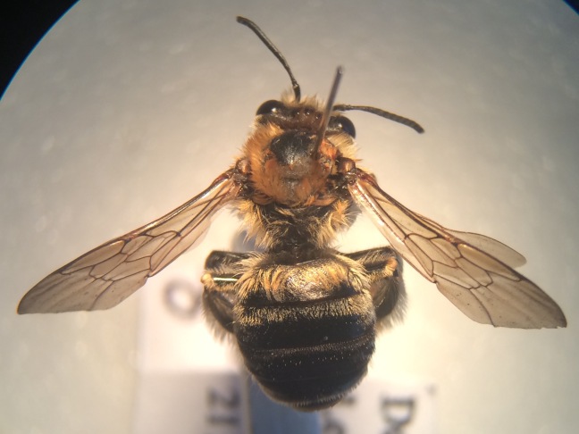 Female of Eucera longicornis. A more obviously long-horned male turned up further down the railway line, at Hither Green, in 2008. Good to know there are established colonies in this area.