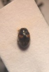 Nephus quadrimaculatus, a tiny (1.8mm) ladybird, and until recently considered very rare; it appears to be increasing in central and south-eastern England, where it is sometimes beaten from ivy.